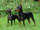 Manchester Terrier  Toy dog