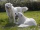 Maremma Sheepdog dog