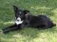 McNab dog