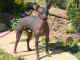 Mexican Hairless  dog