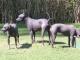 Mexican Hairless  dog
