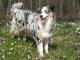 Miniature Australian Shepherd dog