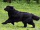 Mudi dog