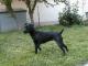 Patterdale Terrier (Fell Terrier) dog