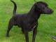 Patterdale Terrier (Fell Terrier) dog