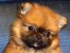 Peek-A-Pom dog