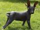 Peruvian Inca Orchid dog