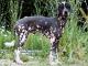 Peruvian Inca Orchid dog