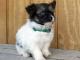 Poma-Poo - Pomapoo dog