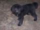 Poma-Poo - Pomapoo dog