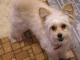 Poma-Poo - Pomapoo dog