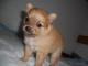 Pomchi dog