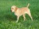 Portuguese Pointer dog