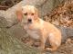 Portuguese Pointer dog