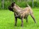 Presa Canario dog