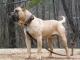 Presa Canario dog
