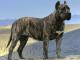 Presa Canario dog