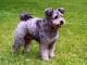 Pumi dog