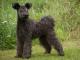 Pumi dog