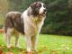 Pyrenean Mastiff dog