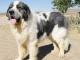 Pyrenean Mastiff dog