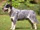 Queensland Heeler dog