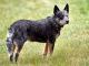 Queensland Heeler dog