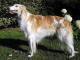 Russian Wolfhound dog