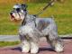 Schnauzer - Miniature dog