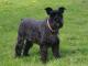 Schnauzer - Miniature dog