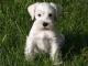 Schnauzer - Miniature dog