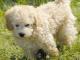 Schnoodle dog