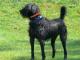 Shepadoodle dog