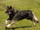Shiloh Shepherd dog