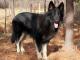 Shiloh Shepherd dog
