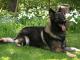 Shiloh Shepherd dog