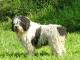 Spanish Water  dog