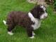 Spanish Water  dog