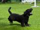 Spanish Water  dog