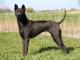 Thai Ridgeback dog