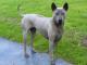 Thai Ridgeback dog