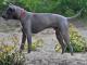 Thai Ridgeback dog