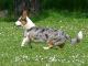 Welsh Corgi Cardigan dog