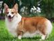 Welsh Corgi  Pembroke dog