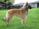 Belgian Tervuren dog