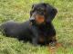 Black and Tan Coonhound dog