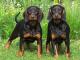 Black and Tan Coonhound dog