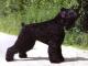 Black Russian Terrier dog