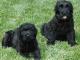 Black Russian Terrier dog