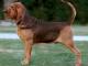 Bloodhound dog
